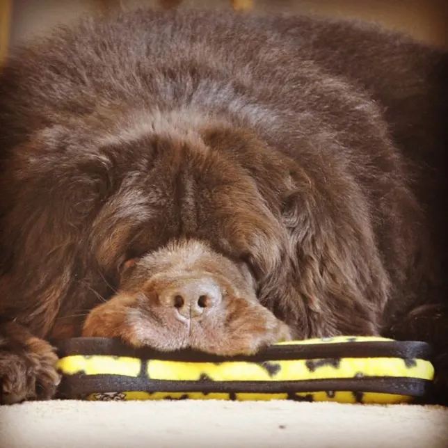 How Much Does A Newfoundland Dog Cost?