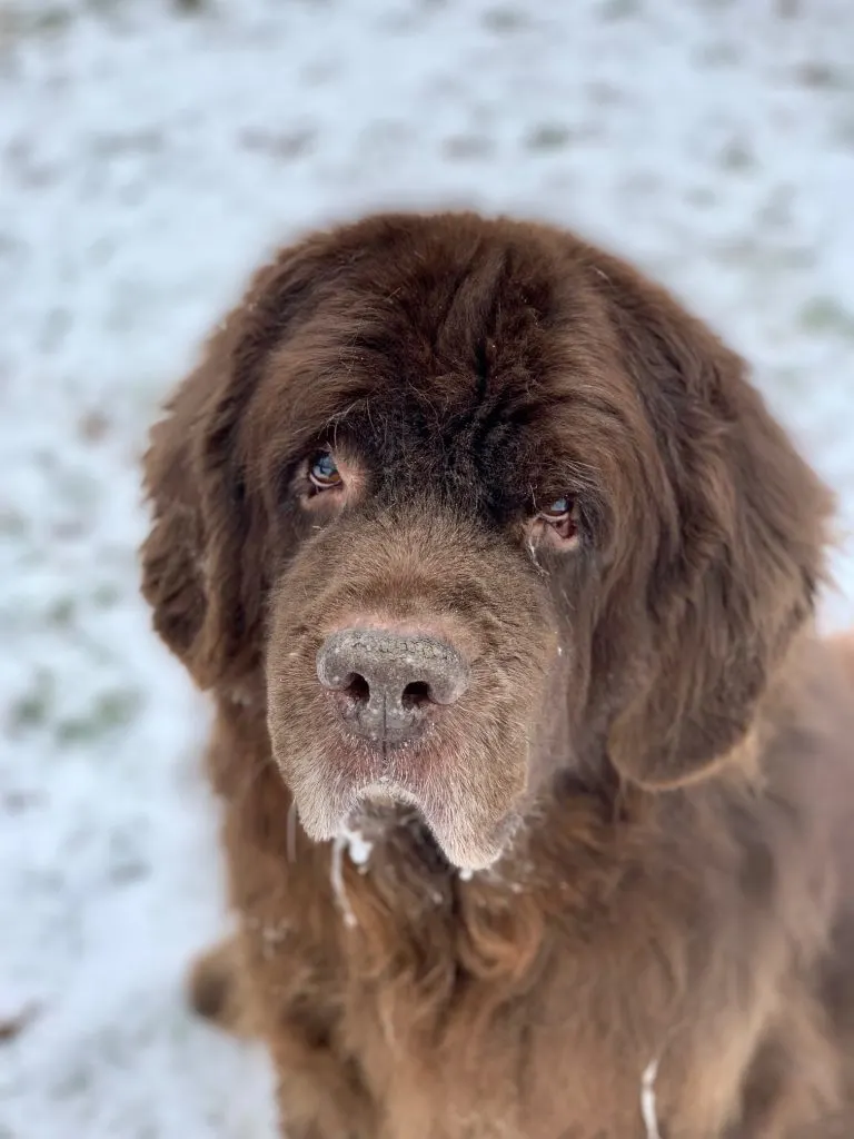 senior brown newfoundland dog