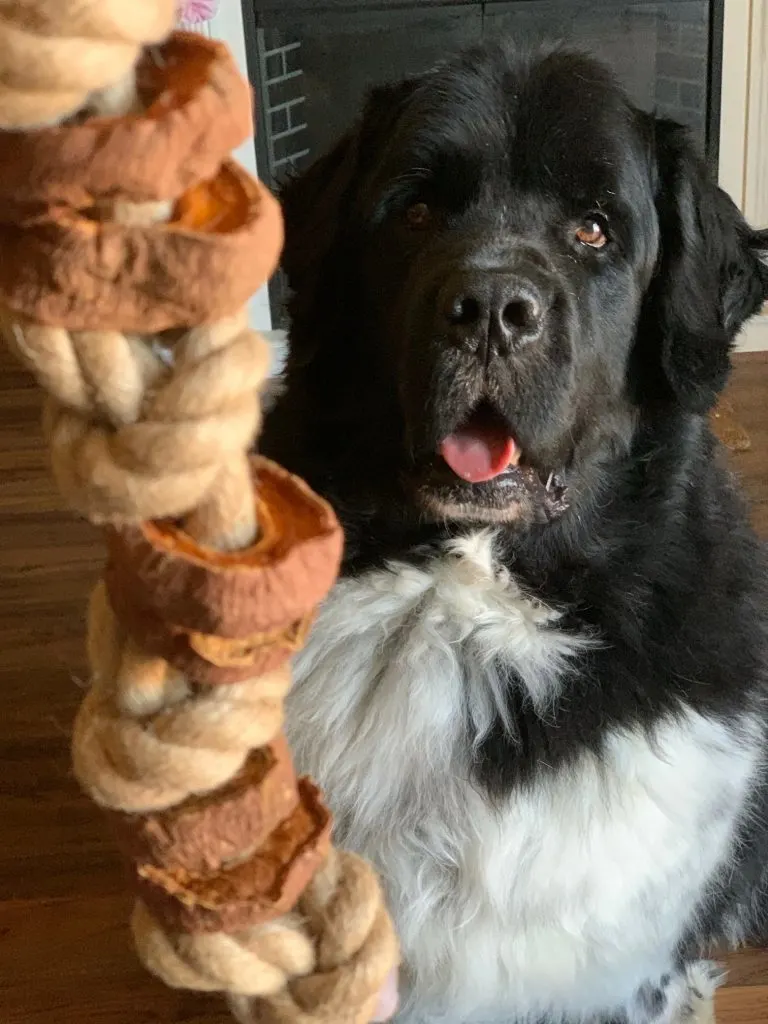 DIY sweet potato rope chew