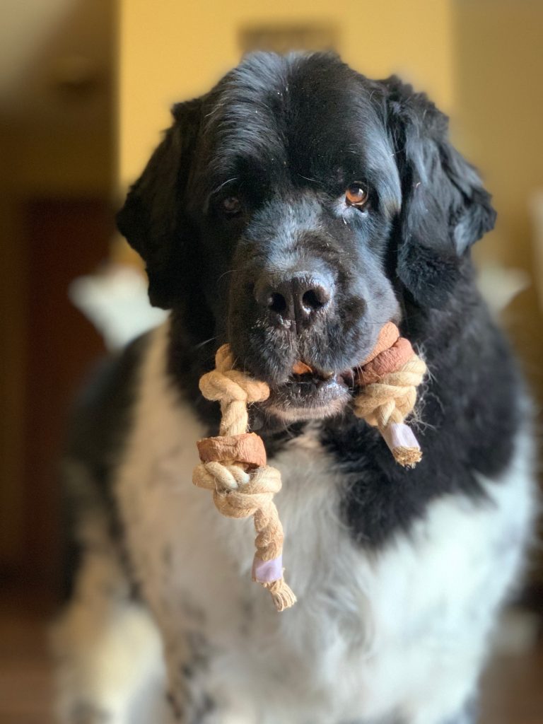 DIY sweet potato rope chew for dogs