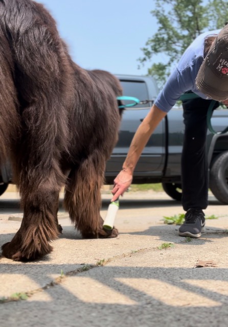 using a sticky lint roller to check big dog for a tick after a walk