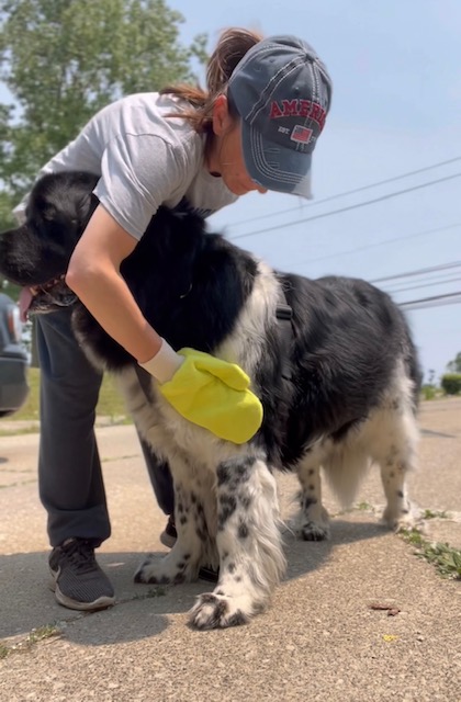 using a tick mitt to check a dog for loose ticks