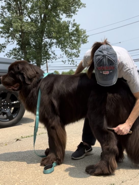 checking a dog for loose ticks with a comb