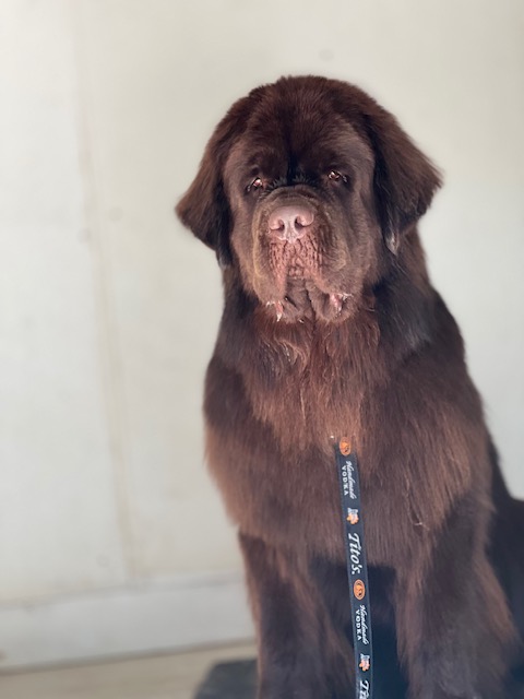 newfoundland dog being groomed