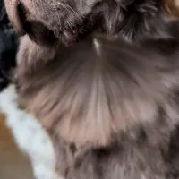 brown newfoundland dog being dried with dog dryer