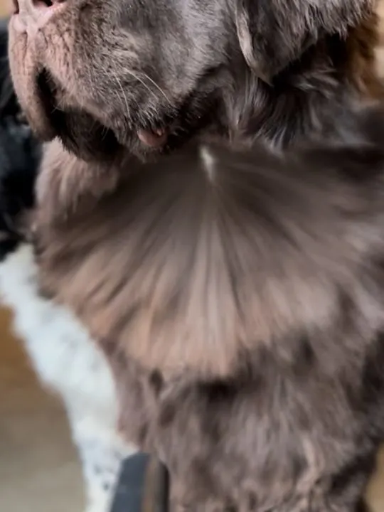 brown newfoundland dog being dried with dog dryer