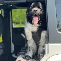 dog drooling in car