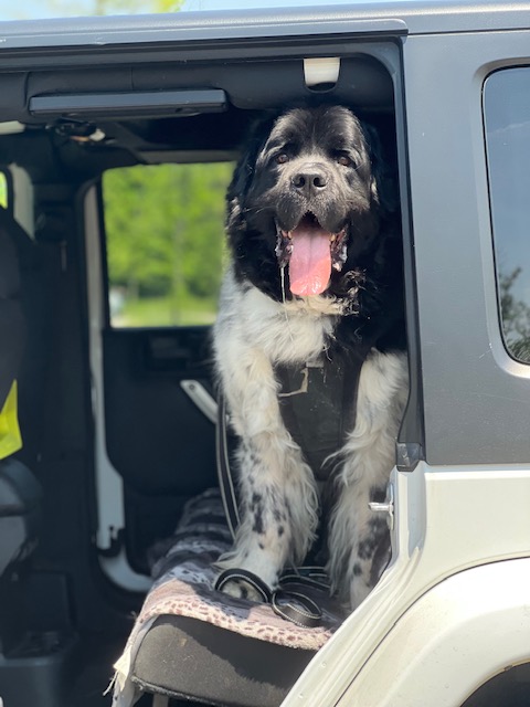 dog drooling in car