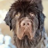 brown newfoundland dog getting a bath outside