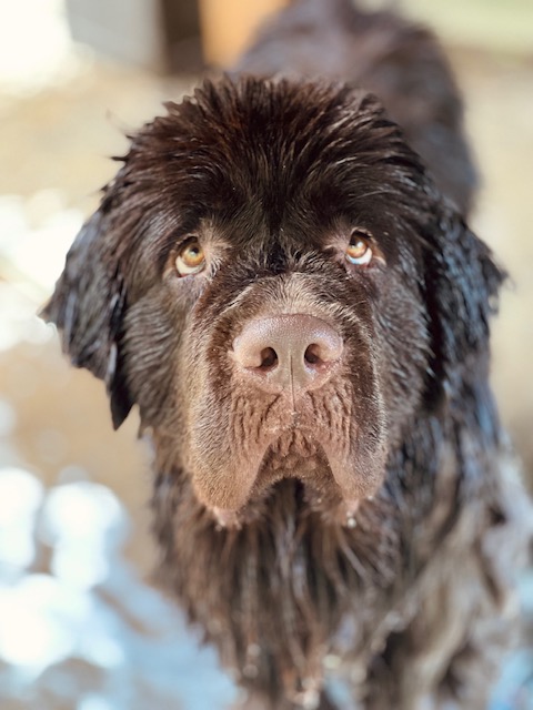 brown newfoundland dog getting a bath outside