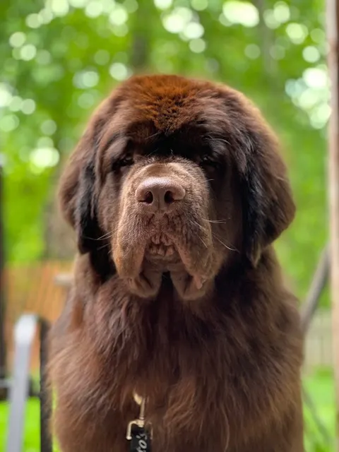 brown fluffy newfoundland dog