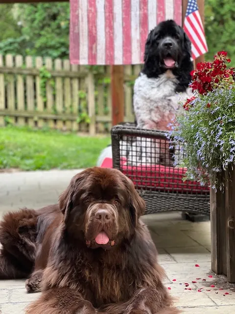 brown and landseer Newfoundlands