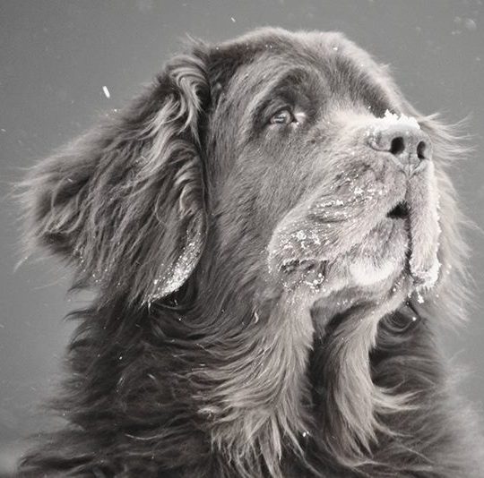 newfoundland dog barking