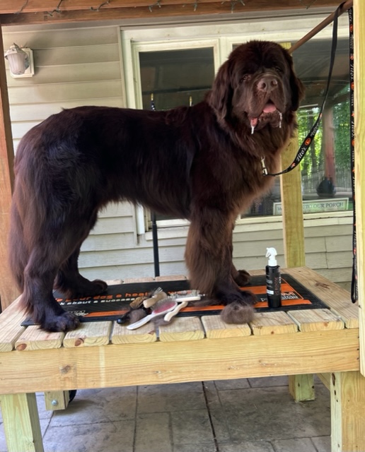 brown newfoundland dog on grooming table