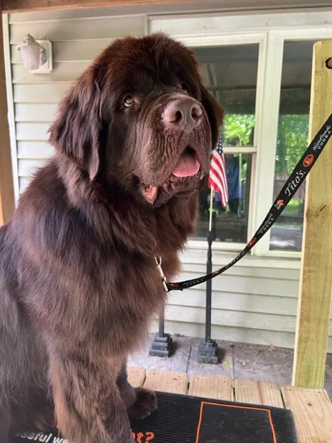 brown newfoundland dog sitting on grooming table