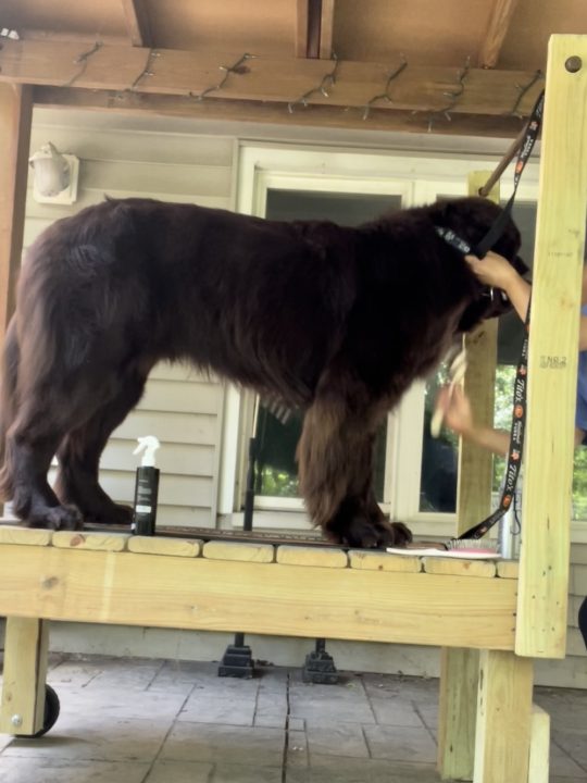 newfoundland dog being groomed with a pin brush