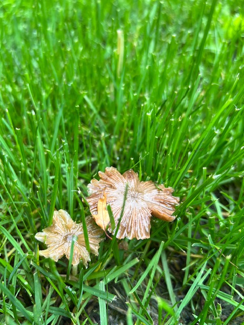 mushrooms sticking up in dog owner's yard