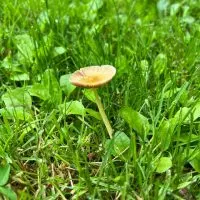 pluck mushroom from yard