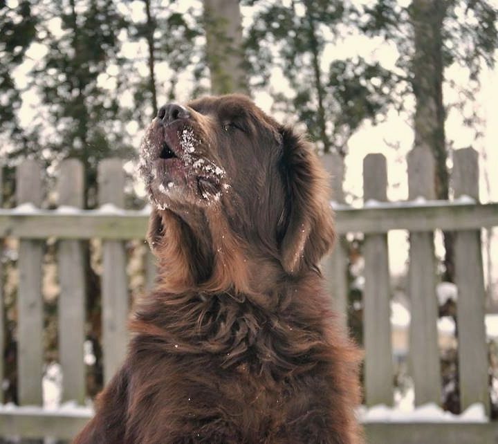 newfoundland dog in yard barking