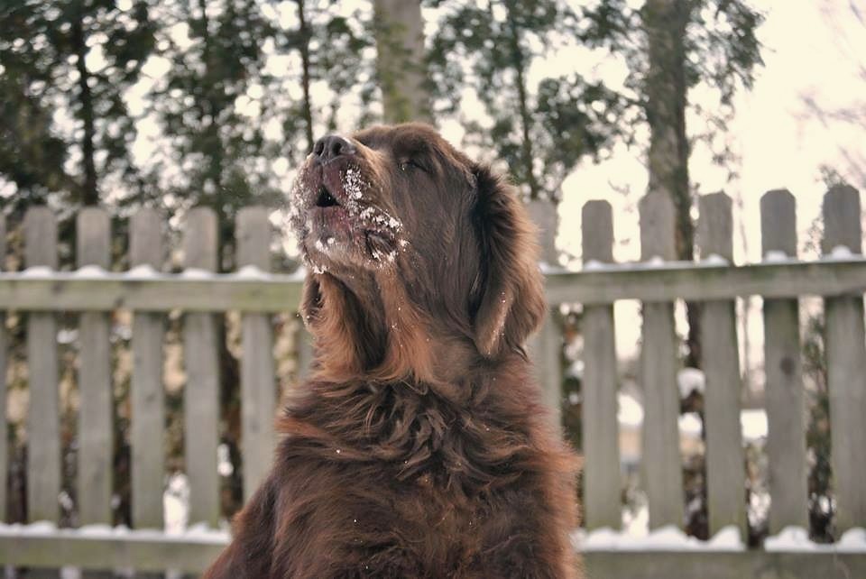 10 Common Behavior Issues Seen In The Newfoundland Dog