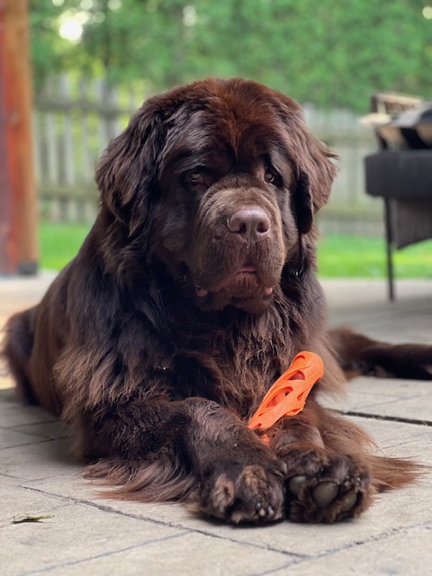 mouthy Newfoundland