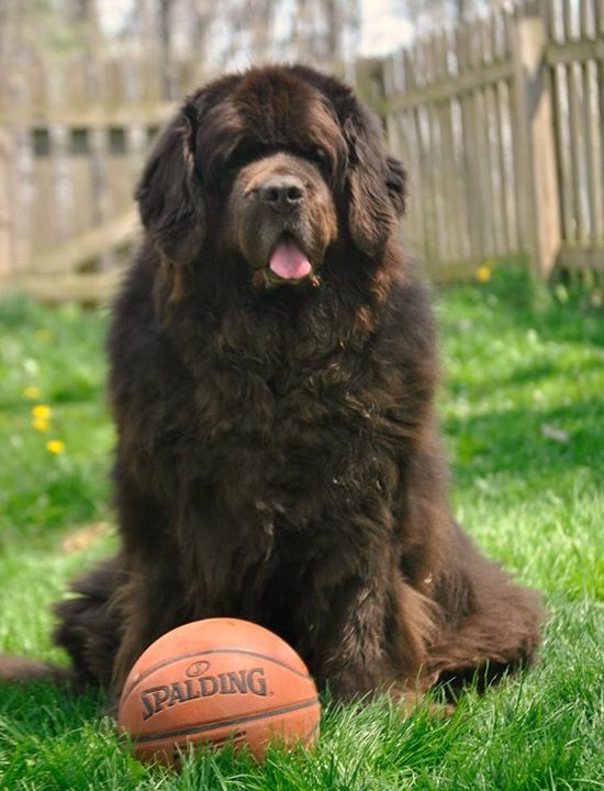 So You Think You Want A Newfoundland. Here's 9 Things You Should Know