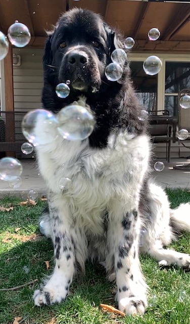 dog playing with DIY dog bubbles