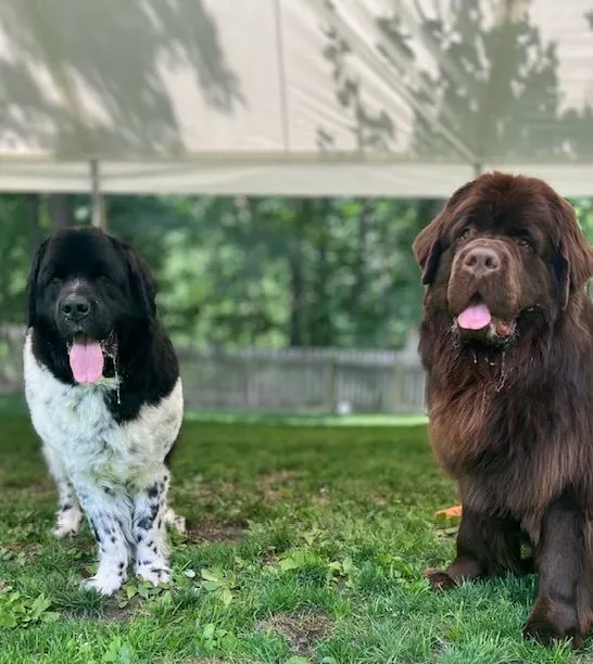 brown newfoundland puppy and landseer newfoundland sitting next to each in the grass