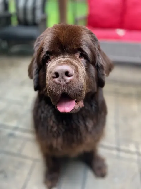 brown newfie puppy