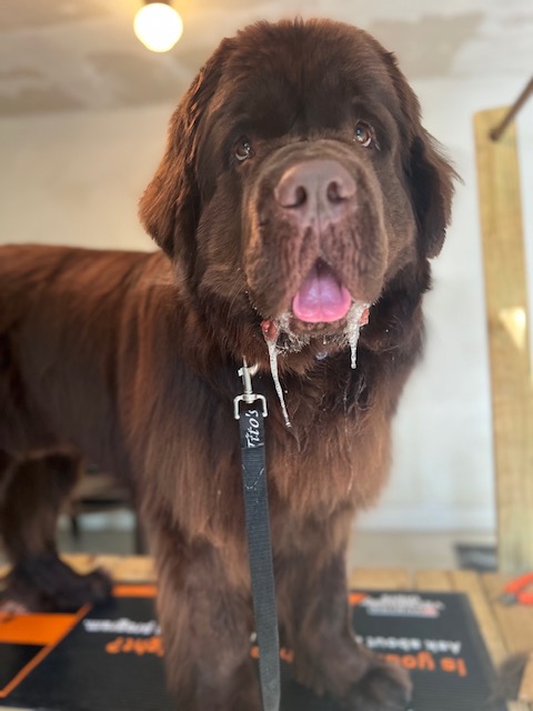 brown newfie standing on wooden grooming table