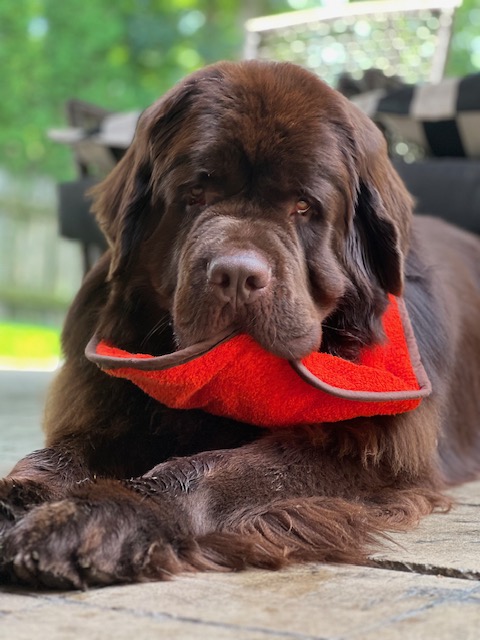 brown Newfoundland dog holding bib in mouth