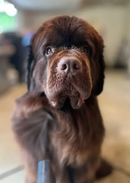 brown newfoundland dog shedding hair