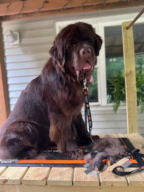 brown newfoundland dog sitting on grooming table 