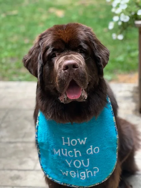 how big do newfoundland dogs get