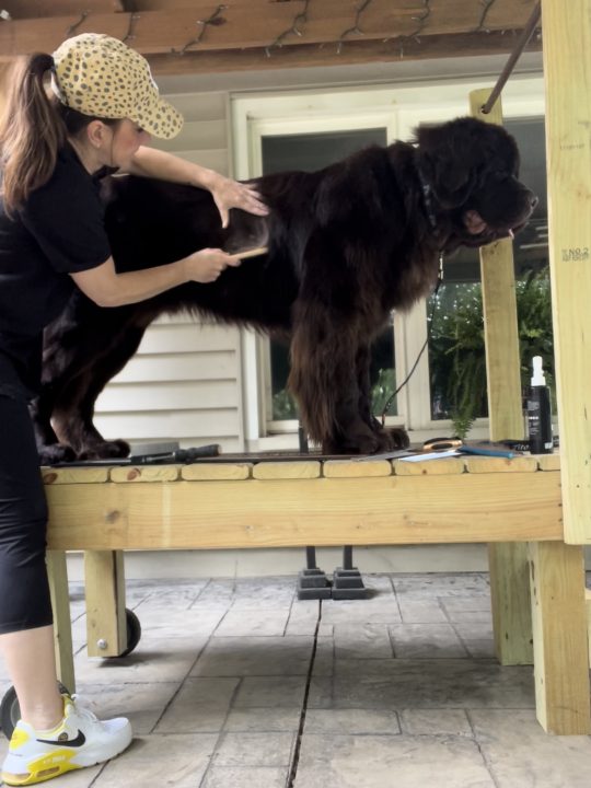 woman line combing a newfoundland dog s