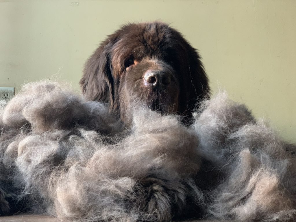 newfoundland dog blowing coat