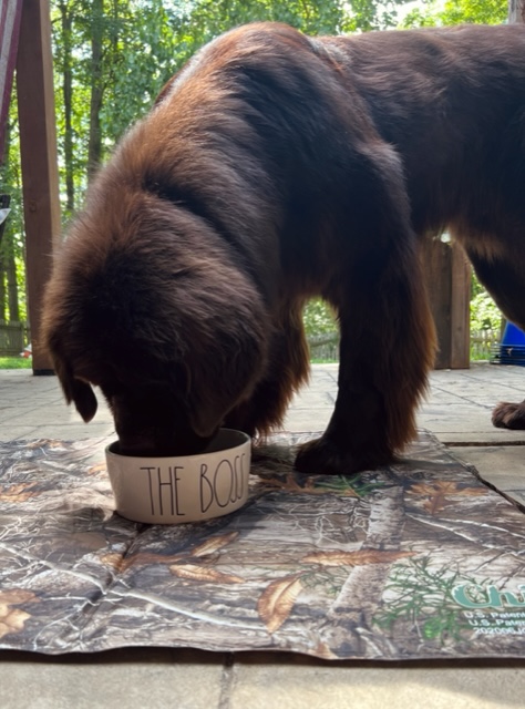 ceramic dog bowl on cooling mat