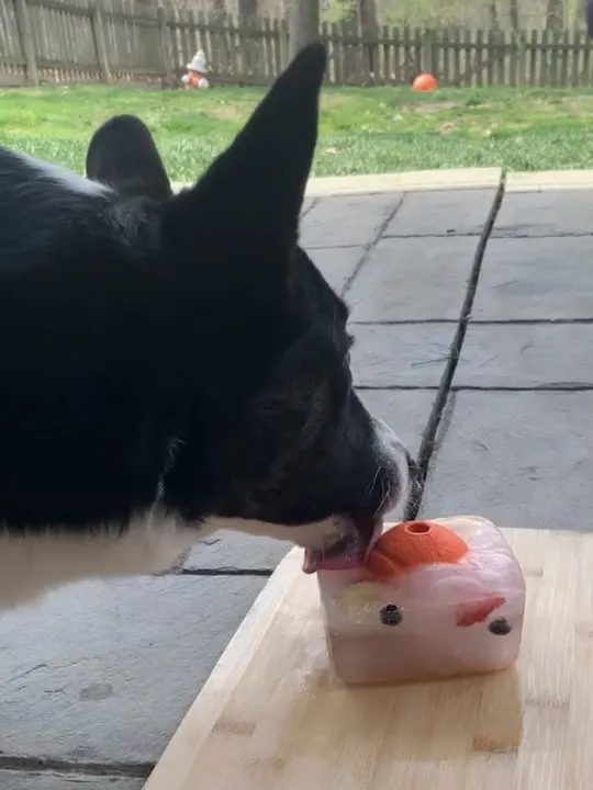 dog enjoying frozen ice lick on a warm summer day