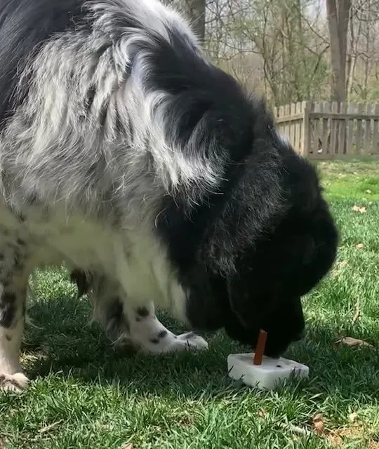 dog enjoying flavored ice lick with fruit and chicken