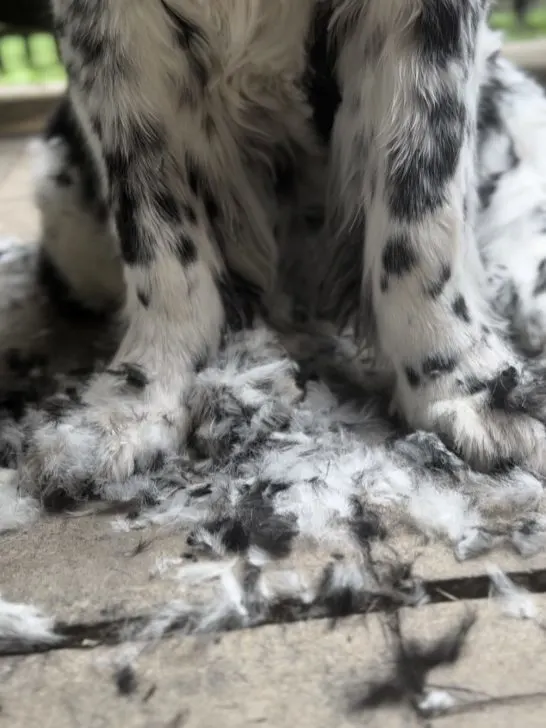 Landseer Newfoundland shedding