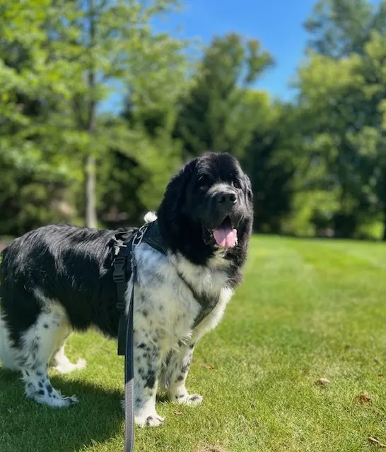 landseer newfoundland being trained outside