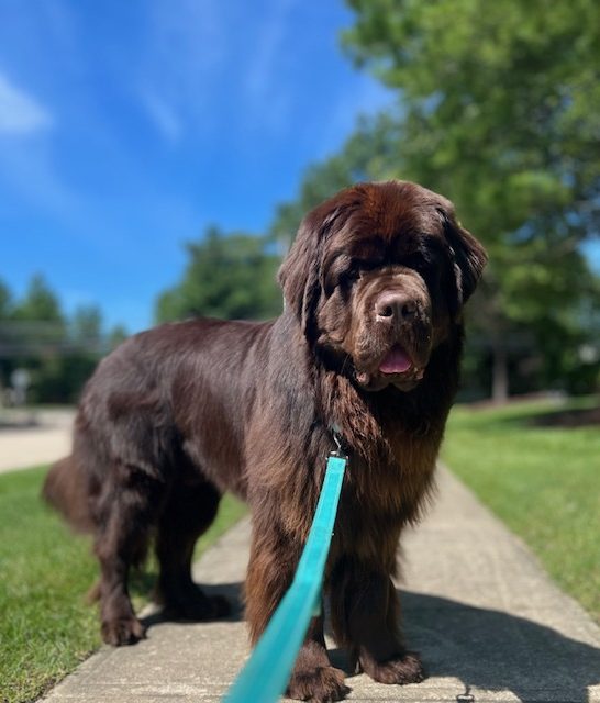 brown newfoundland dog taking a walk 