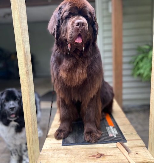 brown Newfoundland sitting on wooden grooming table