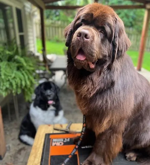 smelly Newfoundland getting a bath