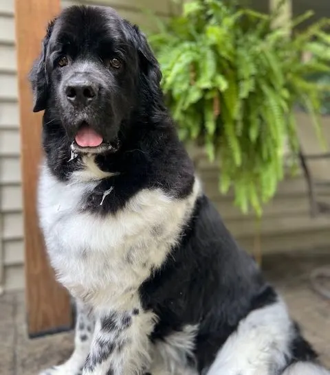 handsome landseer Newfie