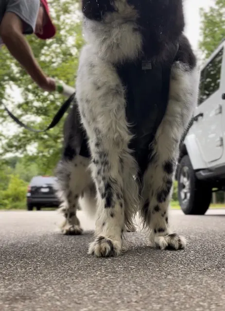 Using a Lint Roller To Check For Ticks On Your Dog