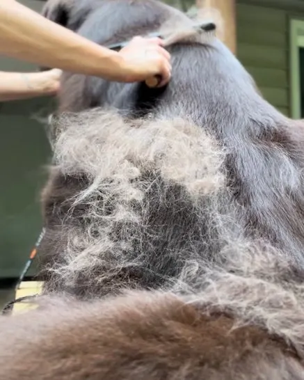 brown Newfoundland dog shedding a lot