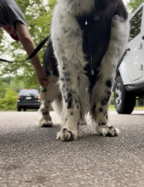 Using a Lint Roller To Check For Ticks On Your Dog