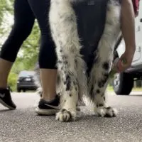 Using a Lint Roller To Check For Ticks On Your Dog