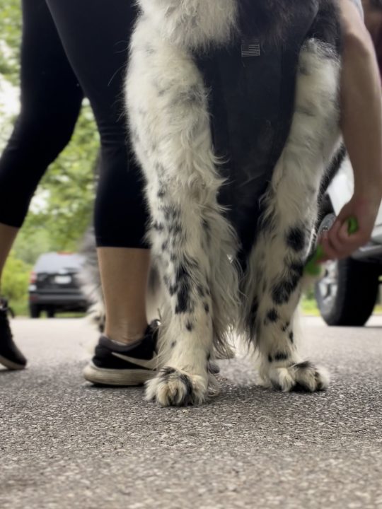 Using a Lint Roller To Check For Ticks On Your Dog